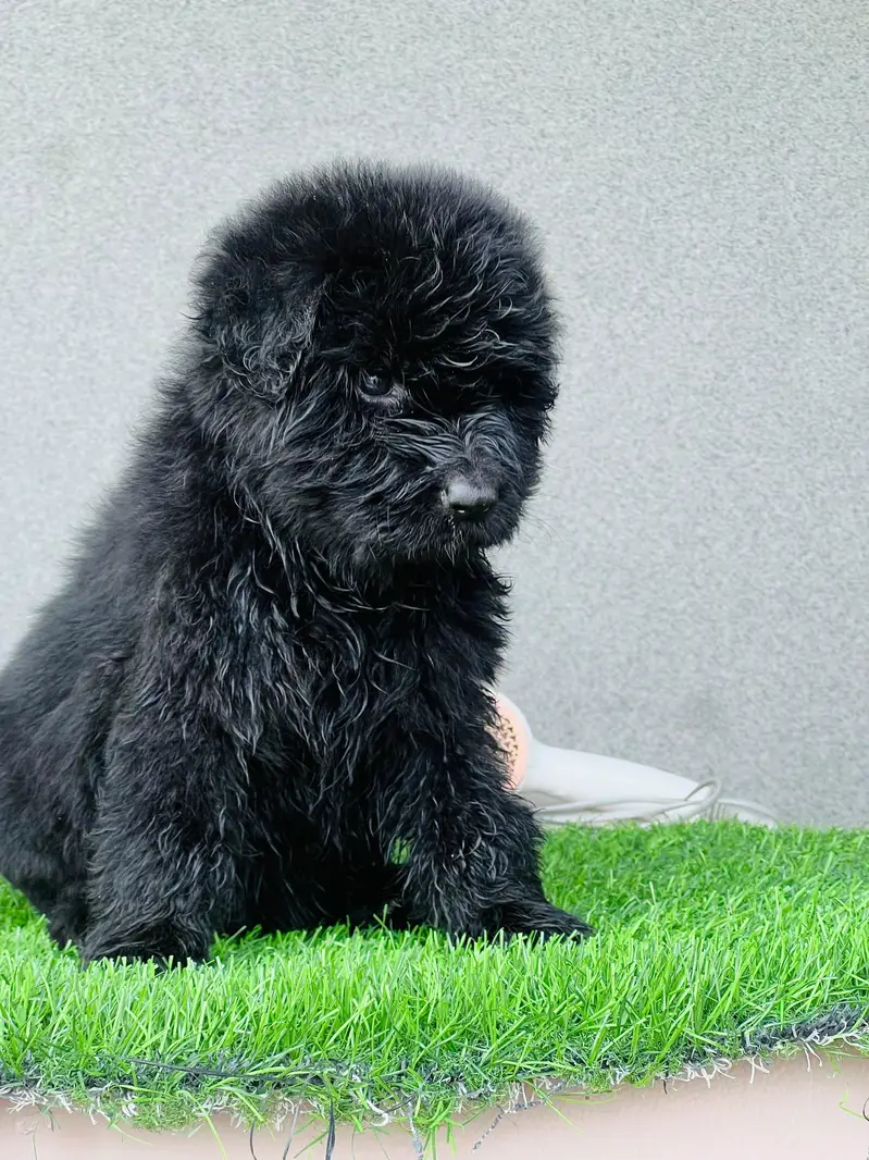 GERMAN SHAPHERD PUPS — photo 4