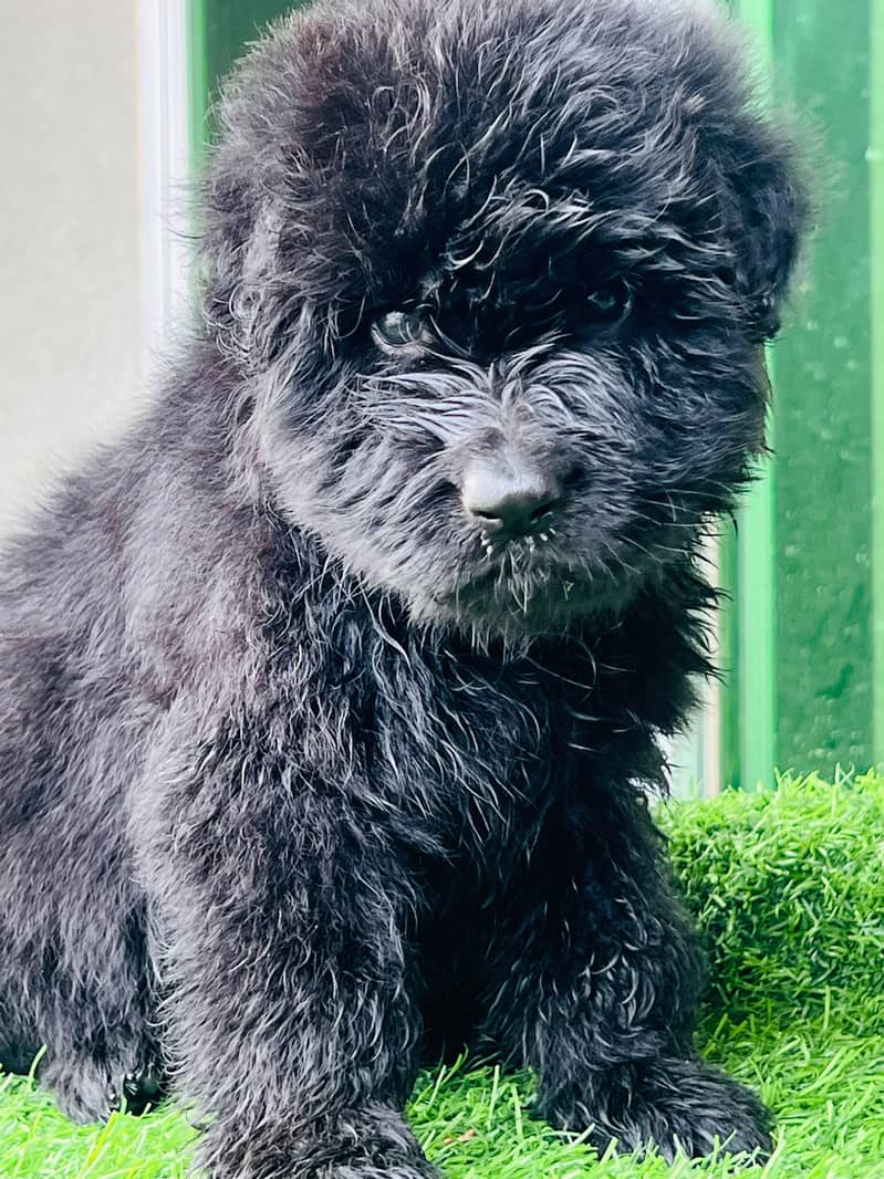 GERMAN SHAPHERD PUPS 4