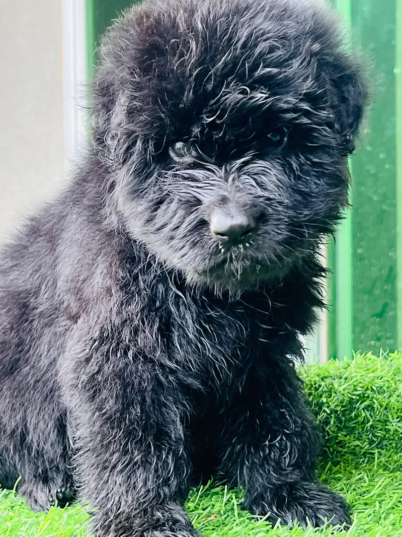 GERMAN SHAPHERD PUPS — photo 5