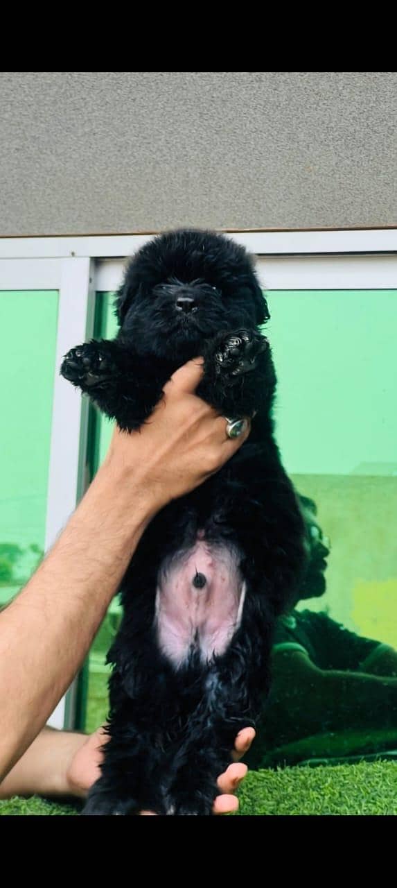 GERMAN SHAPHERD PUPS 5