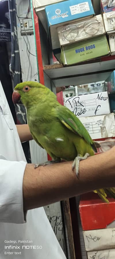 Brider female and active