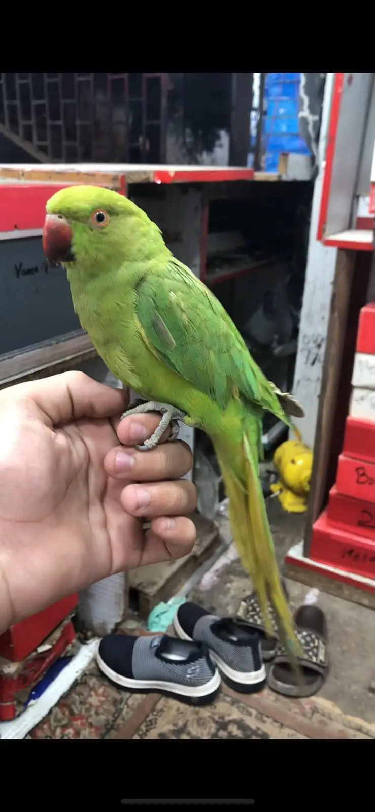 Brider female and active — photo 3