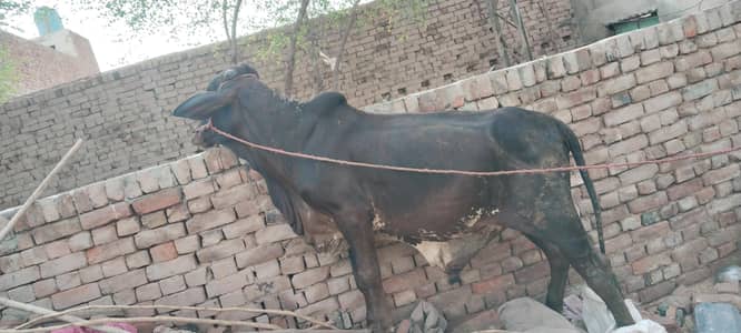 bachra bull vahrra