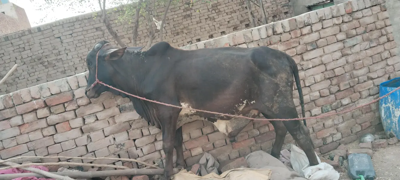 bachra bull vahrra — photo 2