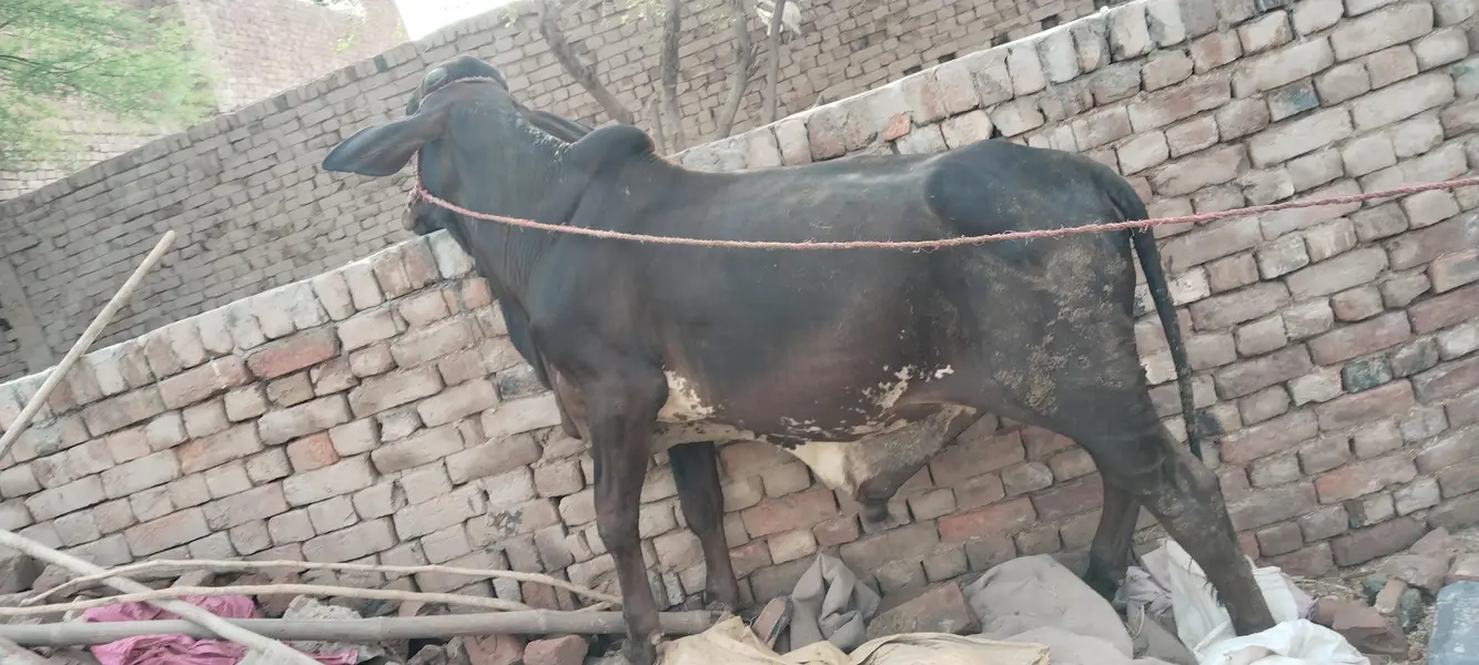 bachra bull vahrra — photo 3