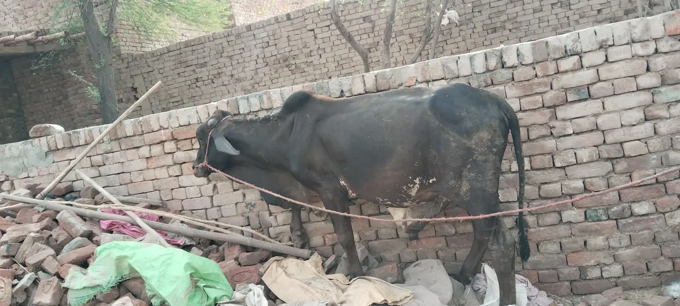 bachra bull vahrra — photo 4