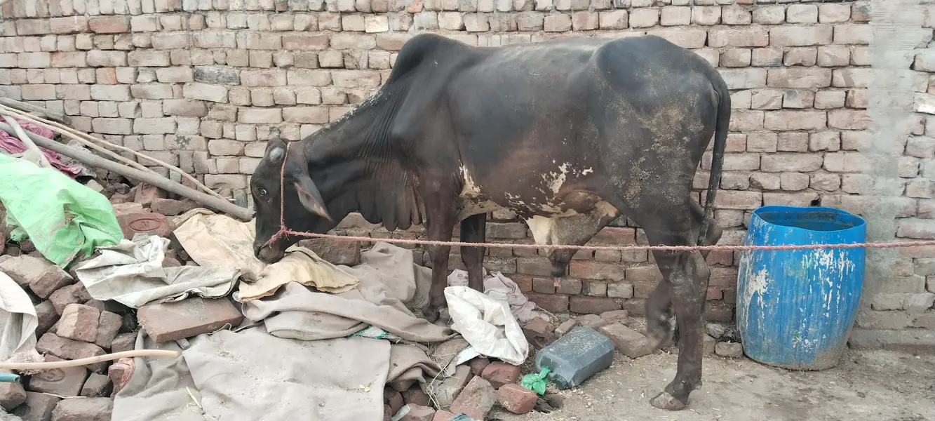 bachra bull vahrra — photo 5