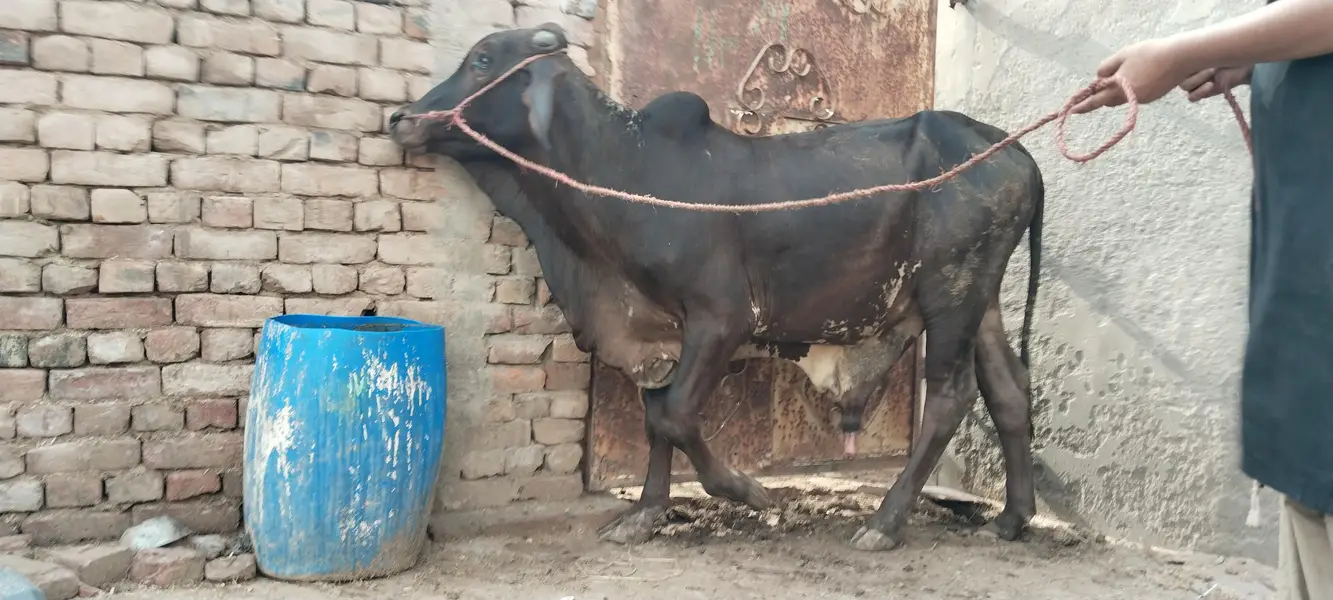 bachra bull vahrra — photo 6