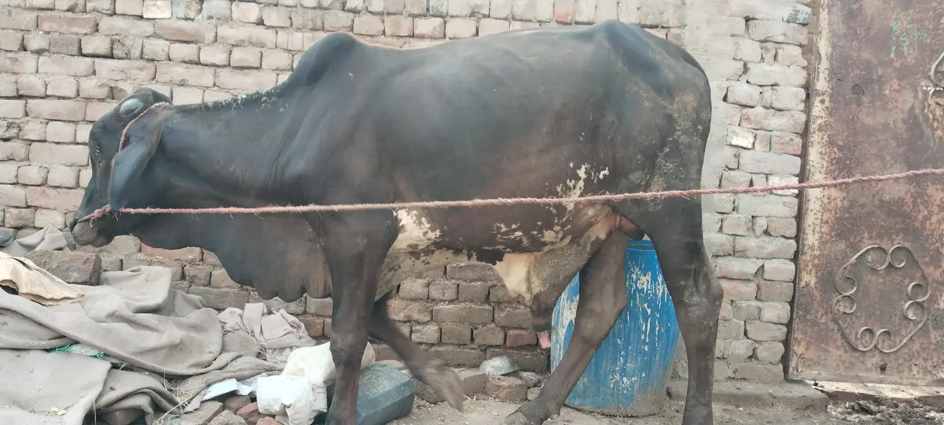 bachra bull vahrra — photo 7