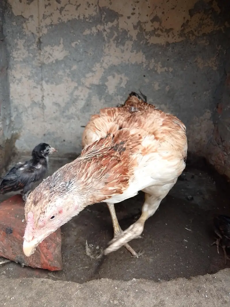 aseel murgi or sat 2 Bache — photo 2