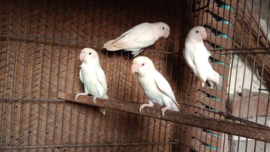 6×400=2400: lovebirds .  watsap number 03330031118