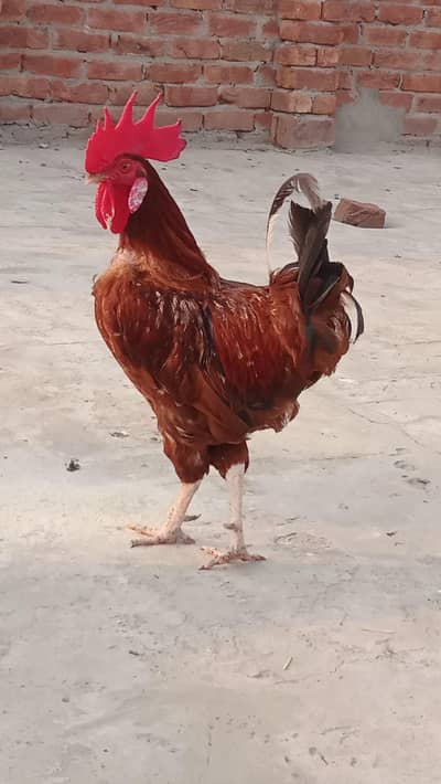 Golden Misri Murga