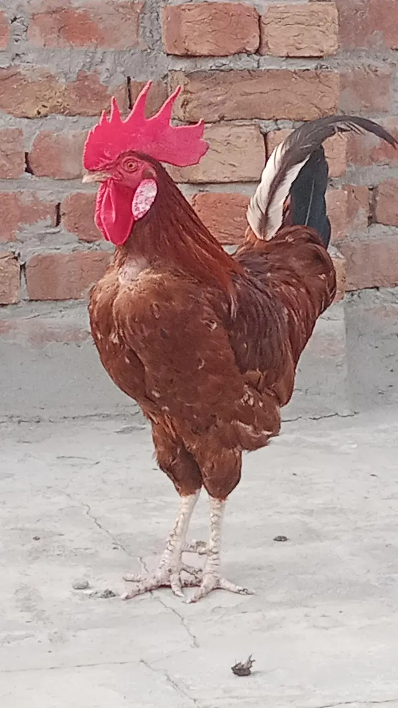 Golden Misri Murga — photo 4