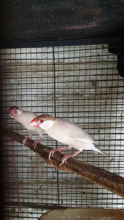 Fawn java pair for sale
