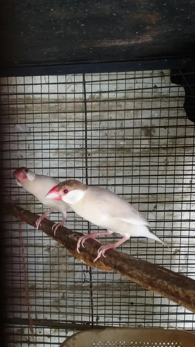 Fawn java pair for sale