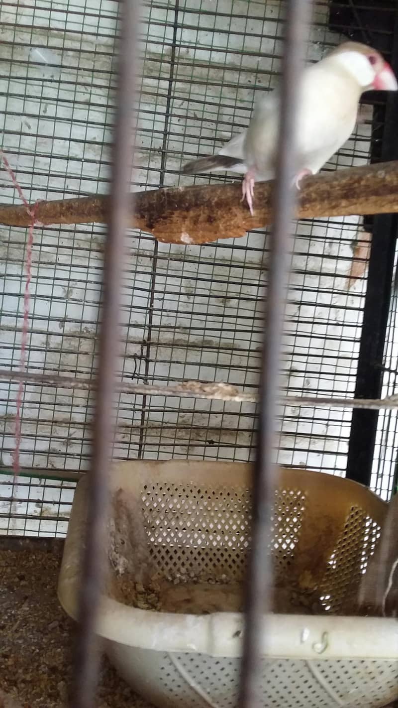 Fawn java pair for sale 1