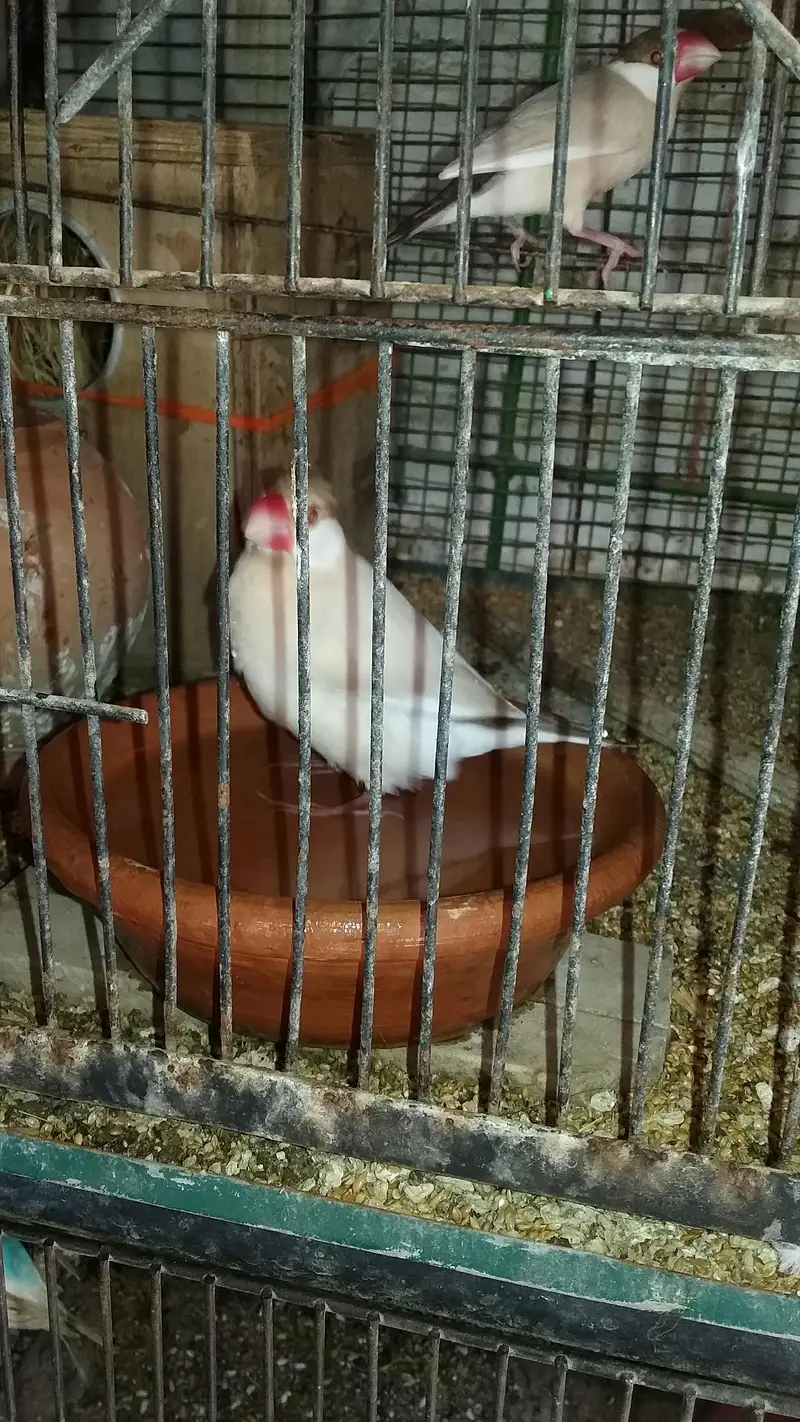 Fawn java pair for sale — photo 3