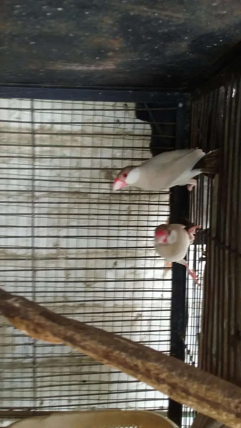 Fawn java pair for sale — photo 4