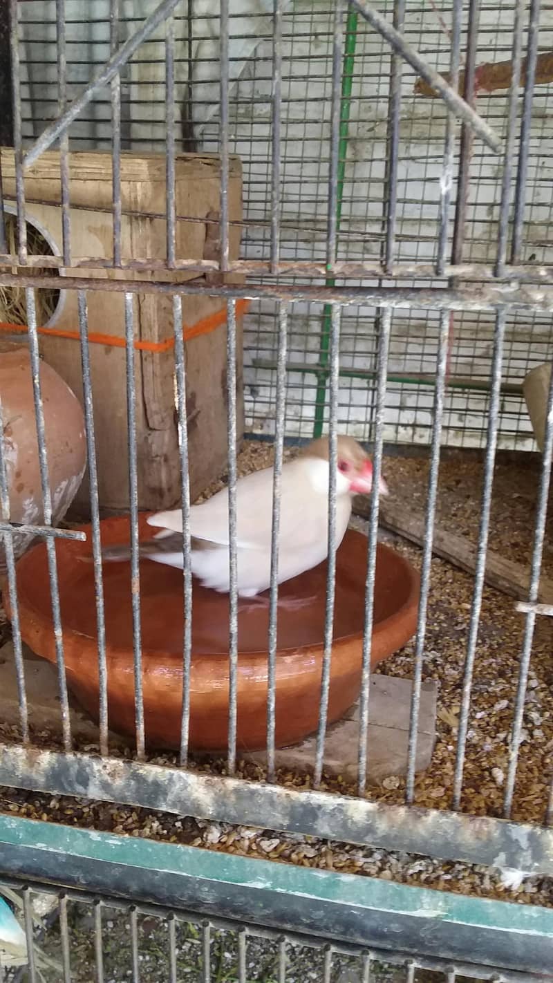 Fawn java pair for sale 4