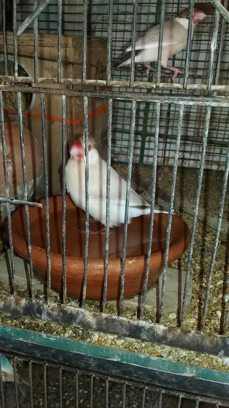 Fawn java pair for sale 5