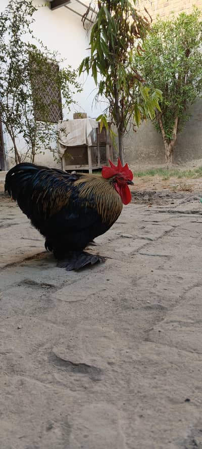 Bantam Male .
