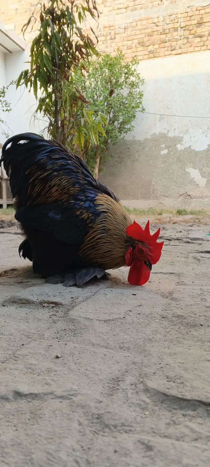 Bantam Male . — photo 2