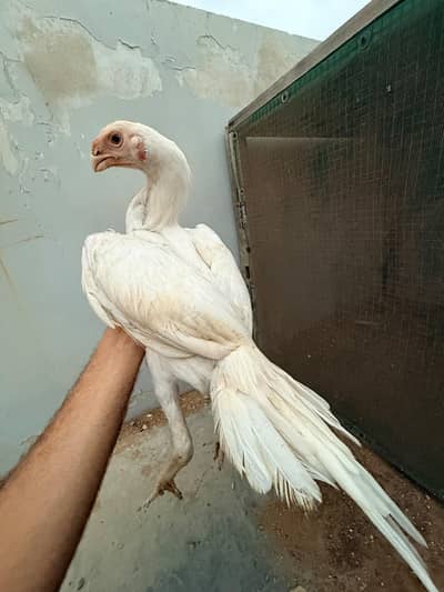 Indian parrot beak
