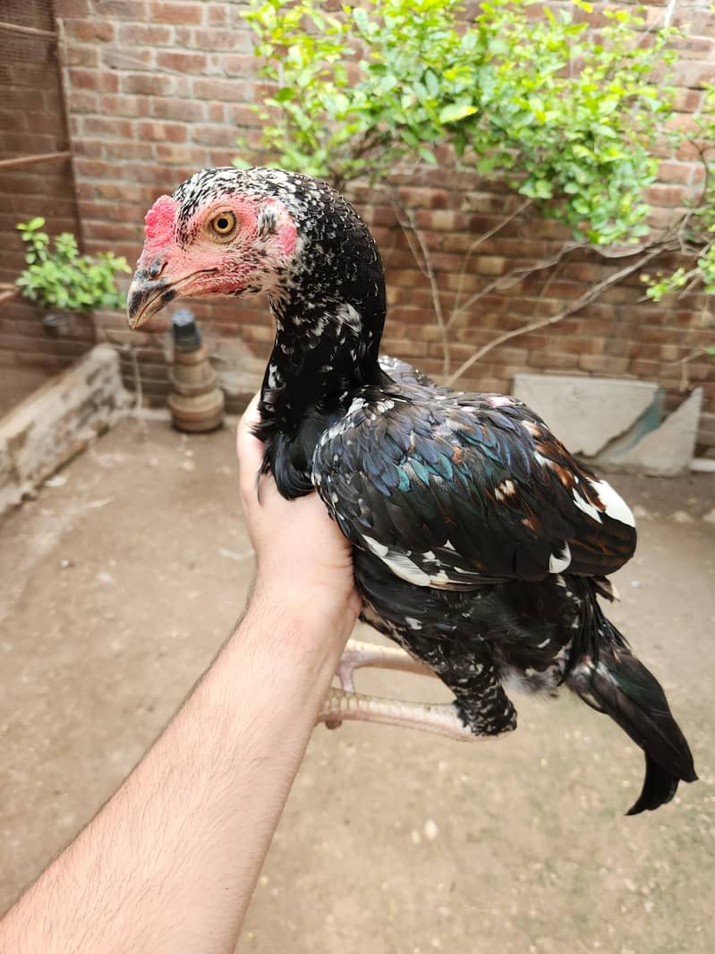 Aseel pathai 1