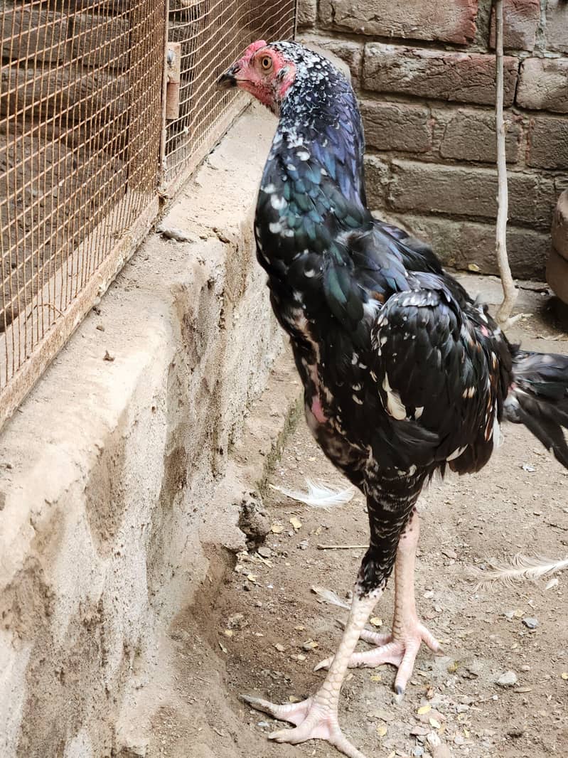 Aseel pathai 2