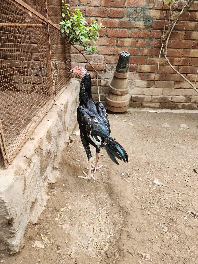 Aseel pathai 4