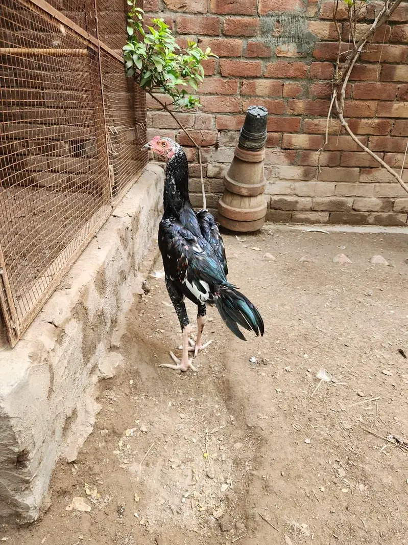 Aseel pathai — photo 5