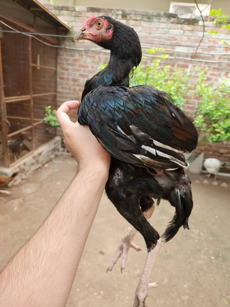 Aseel pathai 7