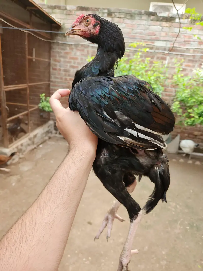 Aseel pathai — photo 8