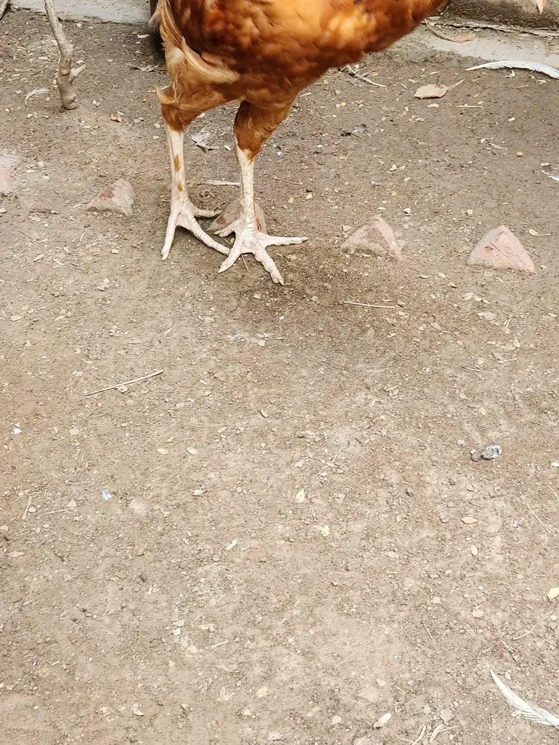 Aseel pathai — photo 11