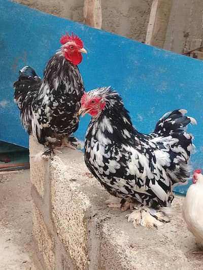 Silkie and Bentum