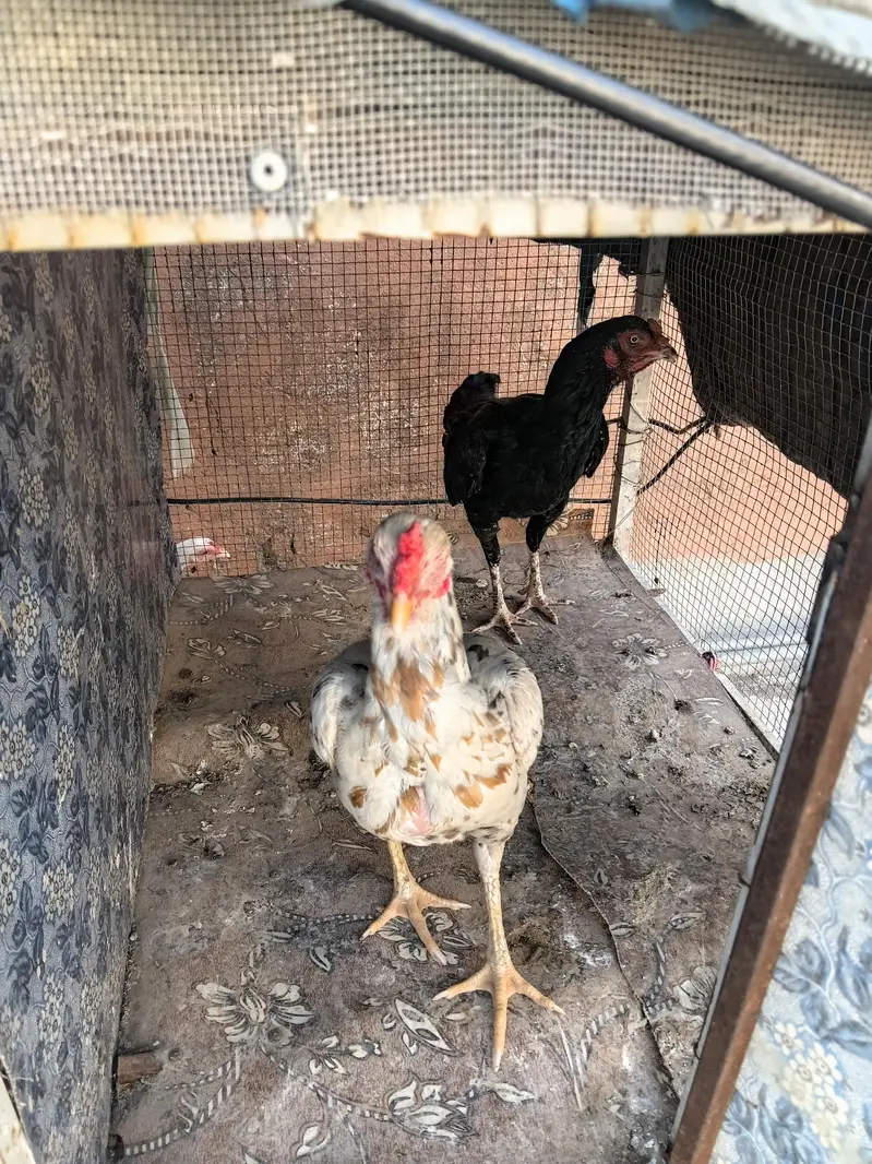 2 assel female 0320-0953327 — photo 3