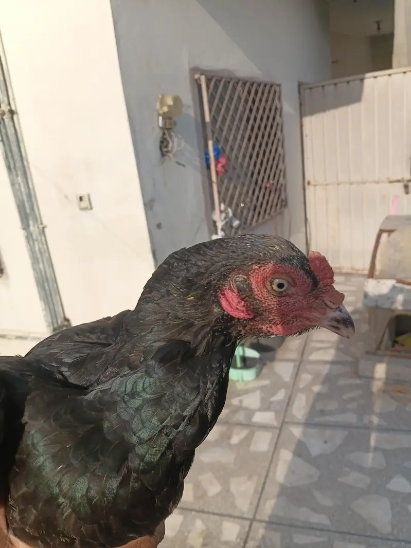 2 assel female 0320-0953327 — photo 4