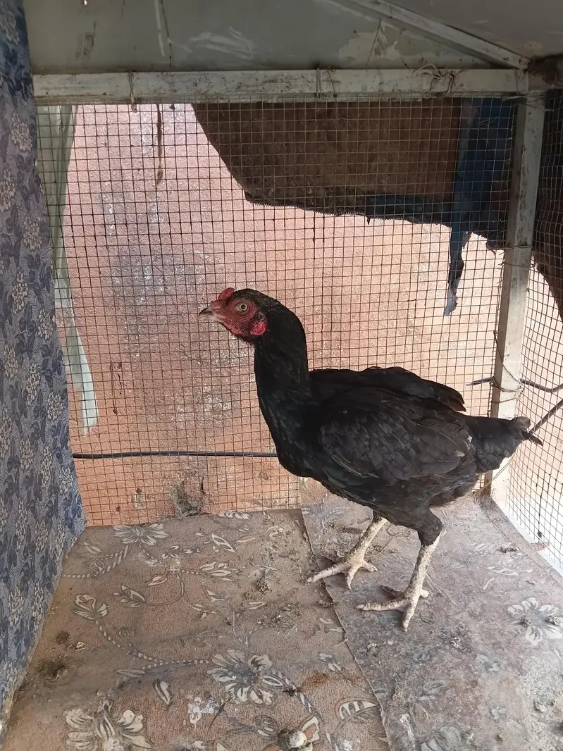 2 assel female 0320-0953327 — photo 5