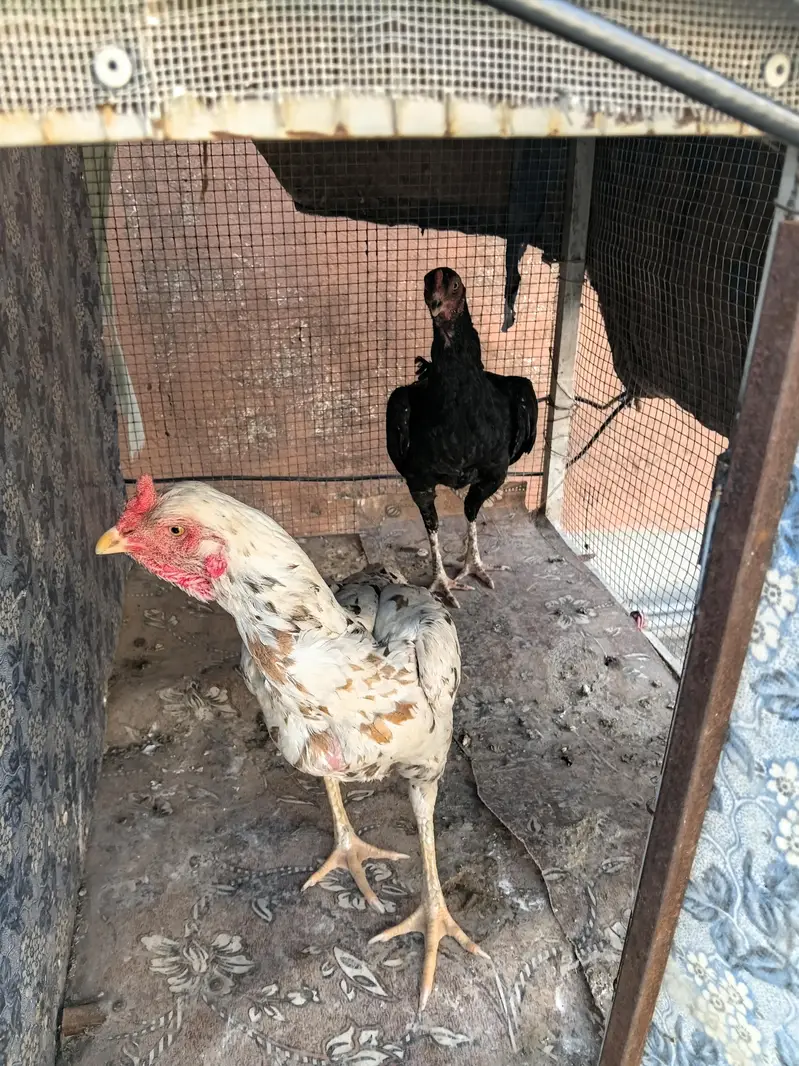 2 assel female 0320-0953327 — photo 12