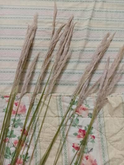 Pampas grass/reed grass/decoration plume grass