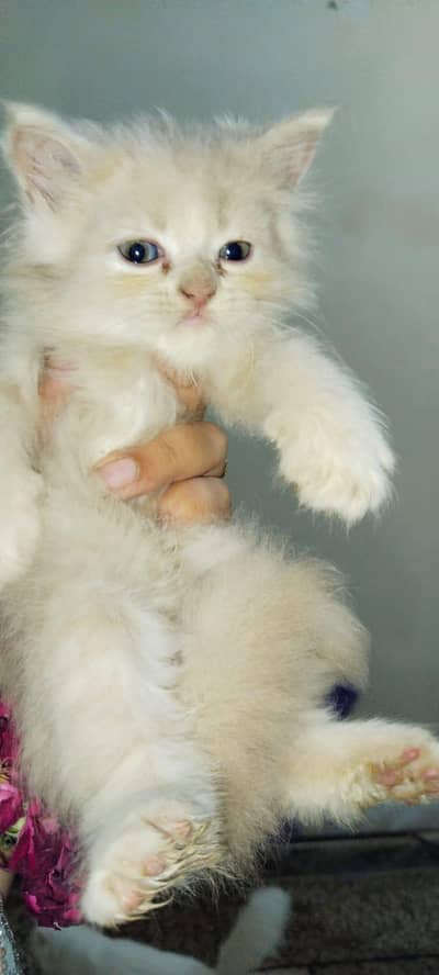 CAT KITTEN