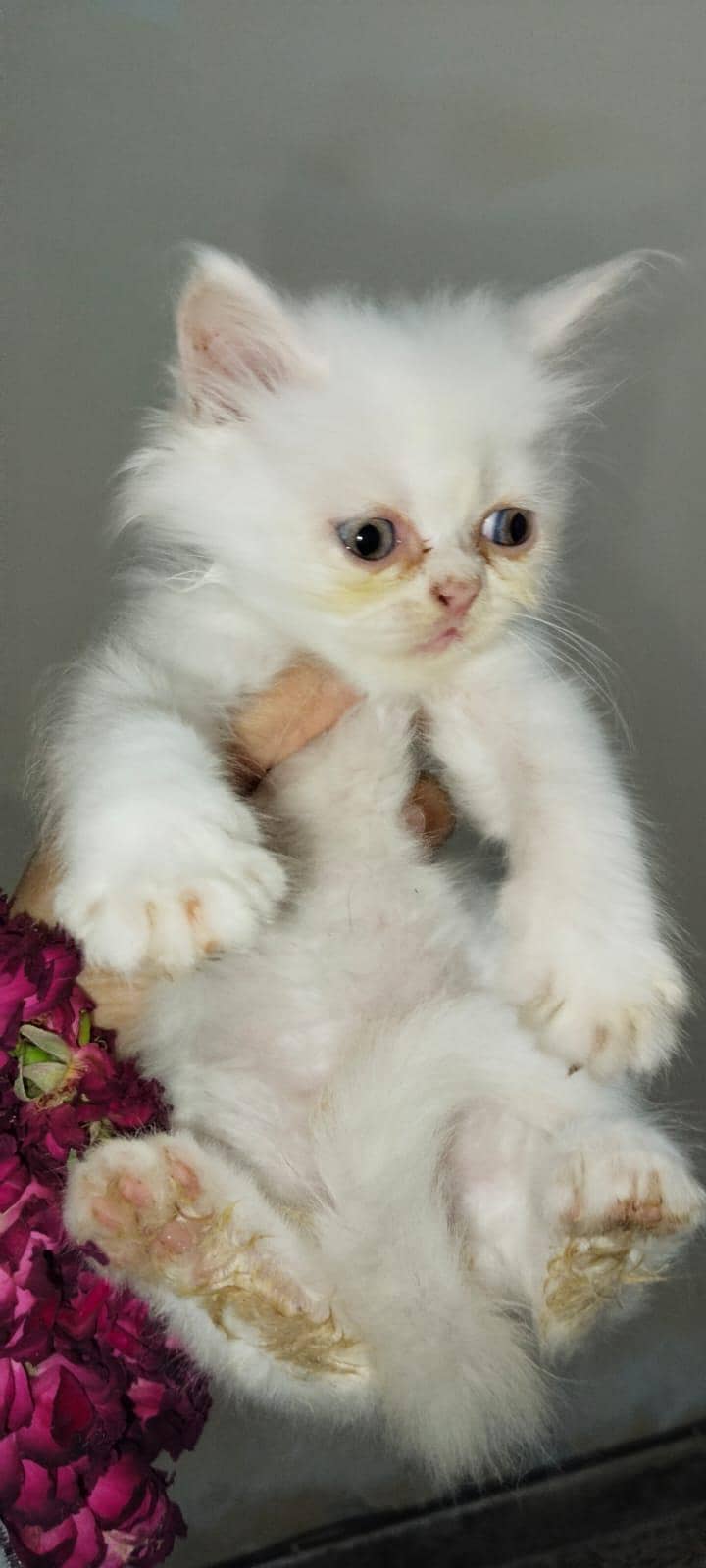CAT KITTEN 1