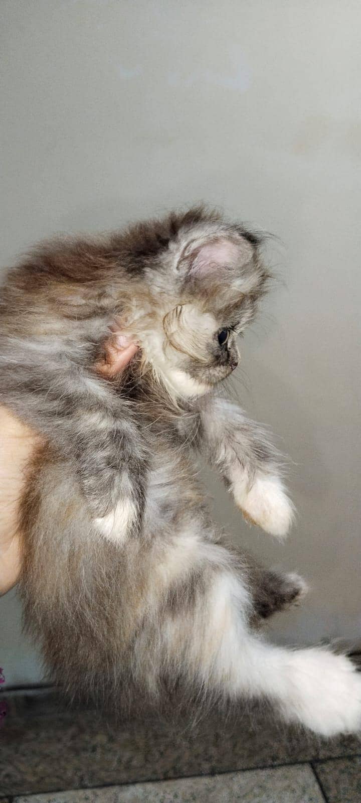 CAT KITTEN 4
