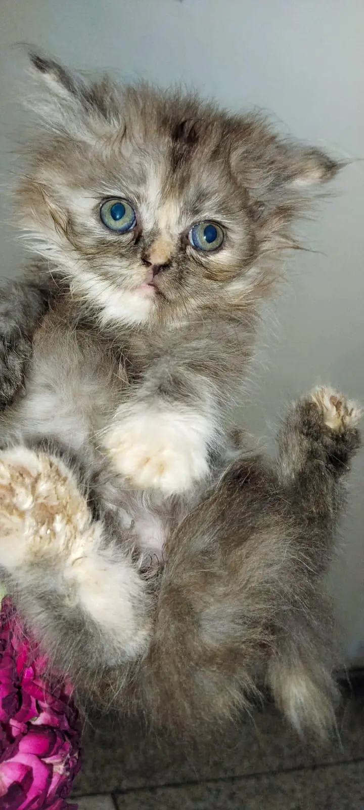 CAT KITTEN — photo 6