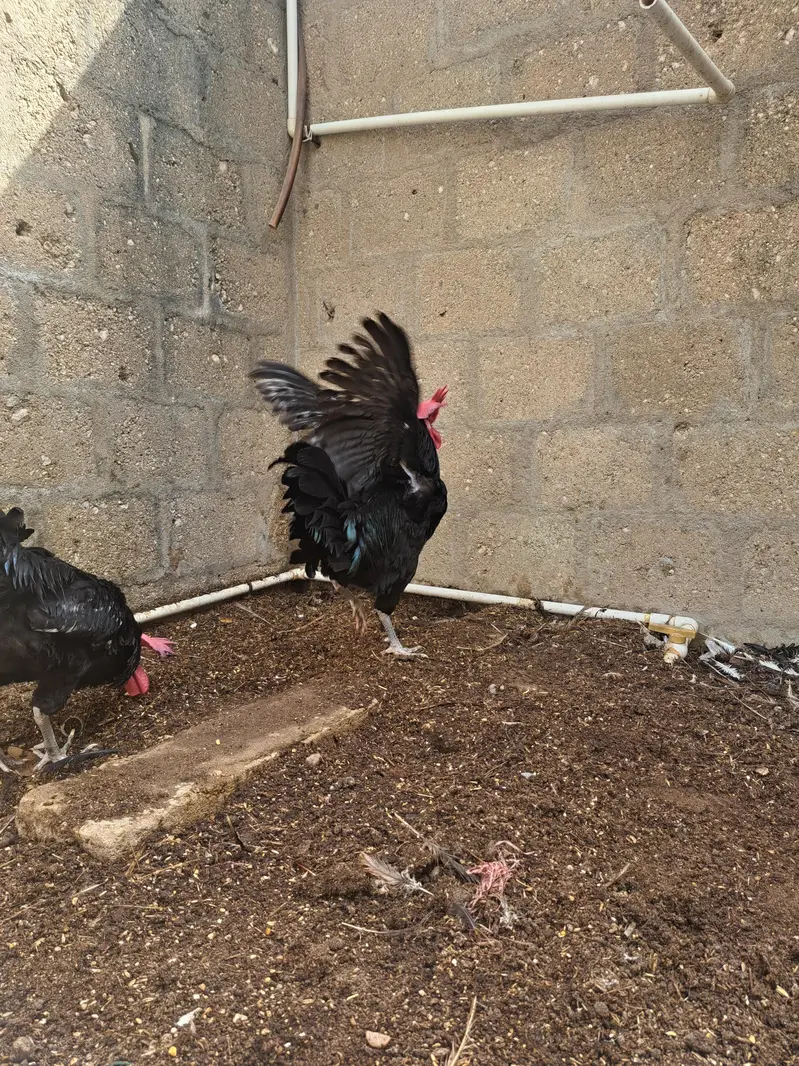 aseel pair & astrolop 2 murghey — photo 3