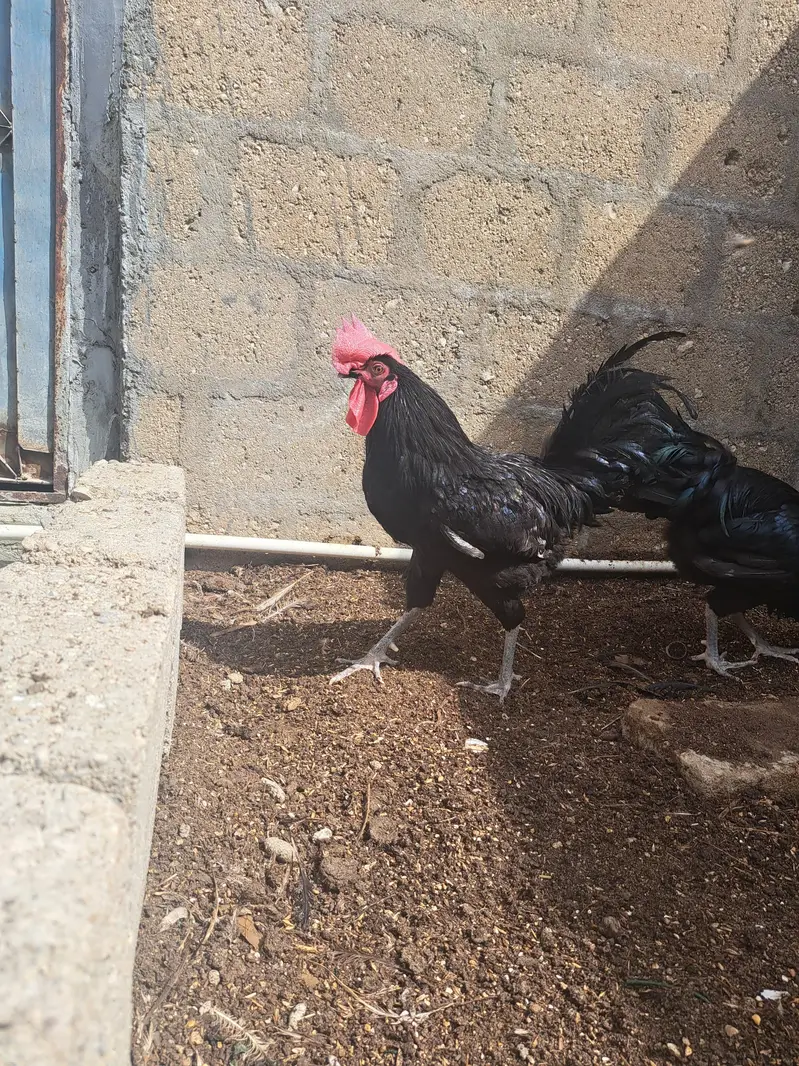aseel pair & astrolop 2 murghey — photo 4