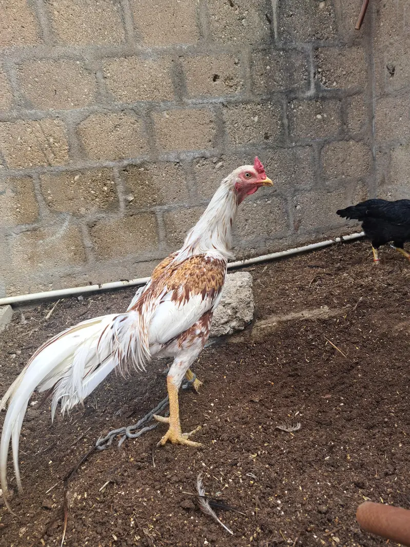 aseel pair & astrolop 2 murghey — photo 7