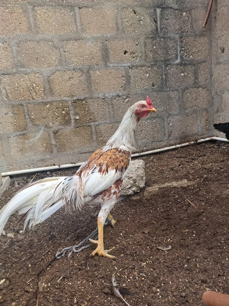aseel pair & astrolop 2 murghey — photo 8