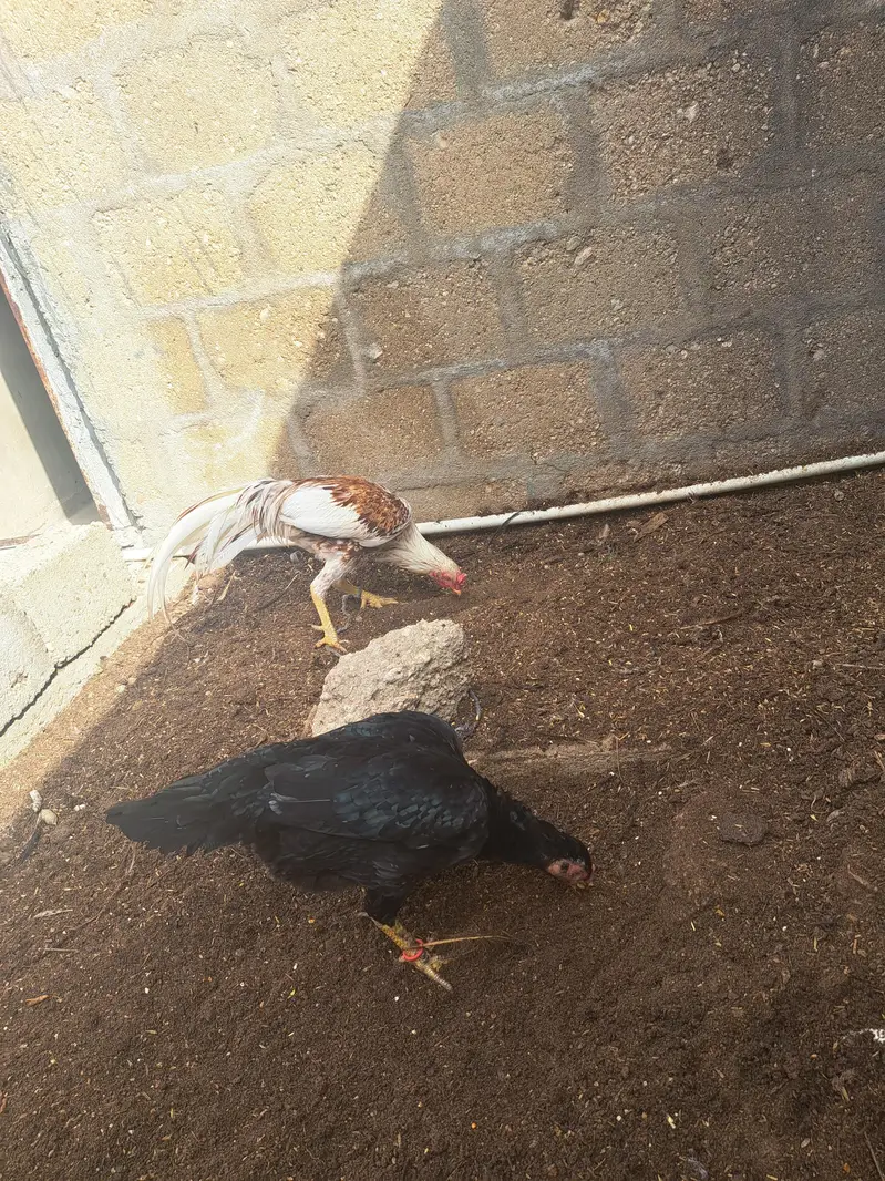 aseel pair & astrolop 2 murghey — photo 11
