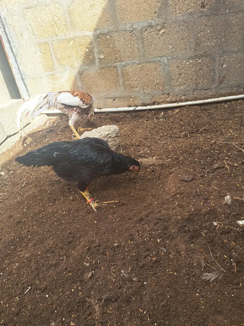 aseel pair & astrolop 2 murghey — photo 12